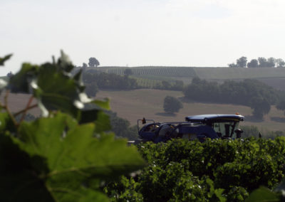 GERS_FUMÉES BLANCHES_HARVEST