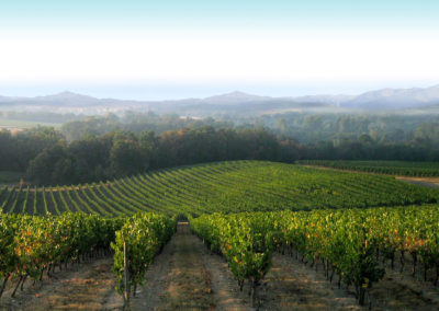 GERS_FUMÉES-BLANCHES_VINEYARDS-(2)