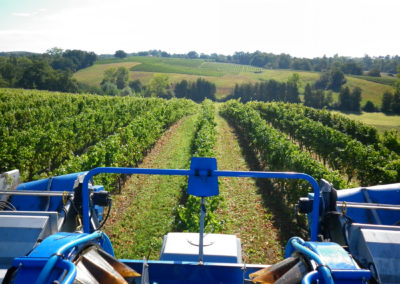 GERS_FUMÉES-BLANCHES_VINEYARDS-(6)-2