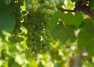grappe-raisins
