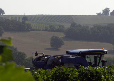 vinification-1
